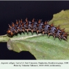 argynnis adippe daghestan larva l4